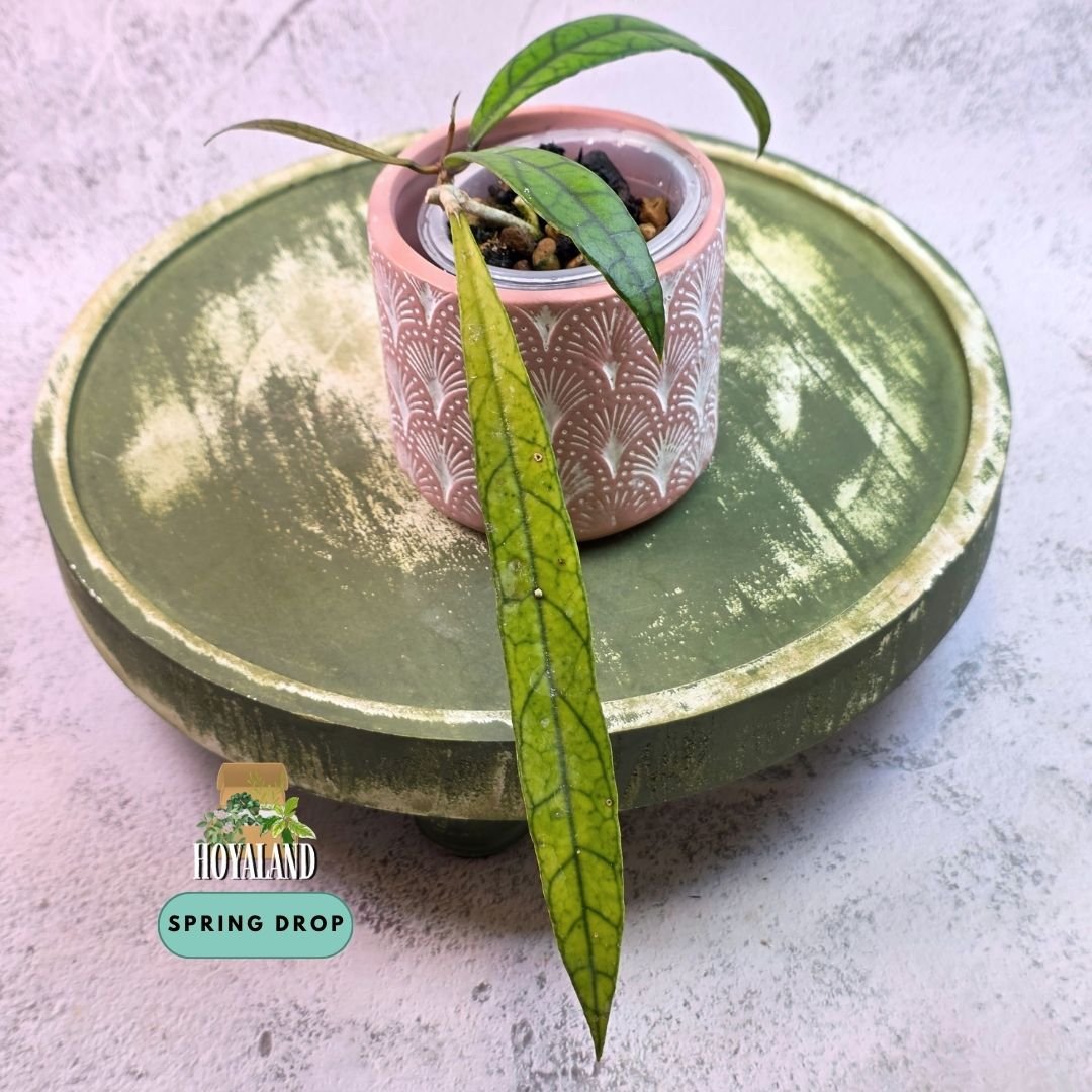 Hoya callistophylla jungle spear (6).jpg
