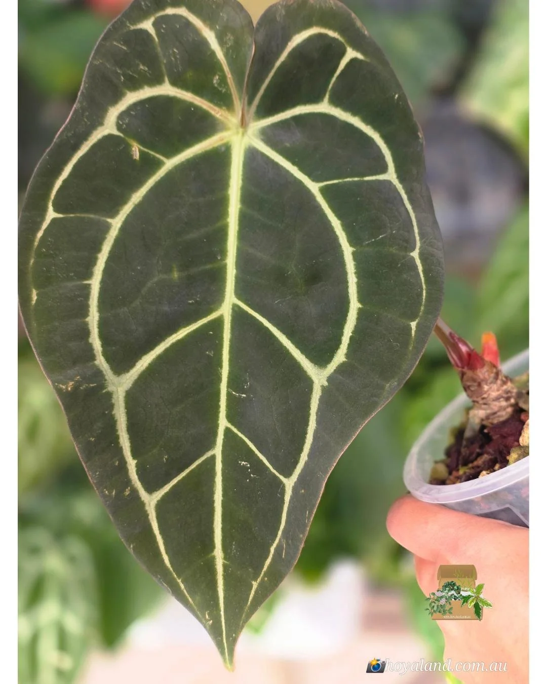 Anthurium Carlablackiea.jpg