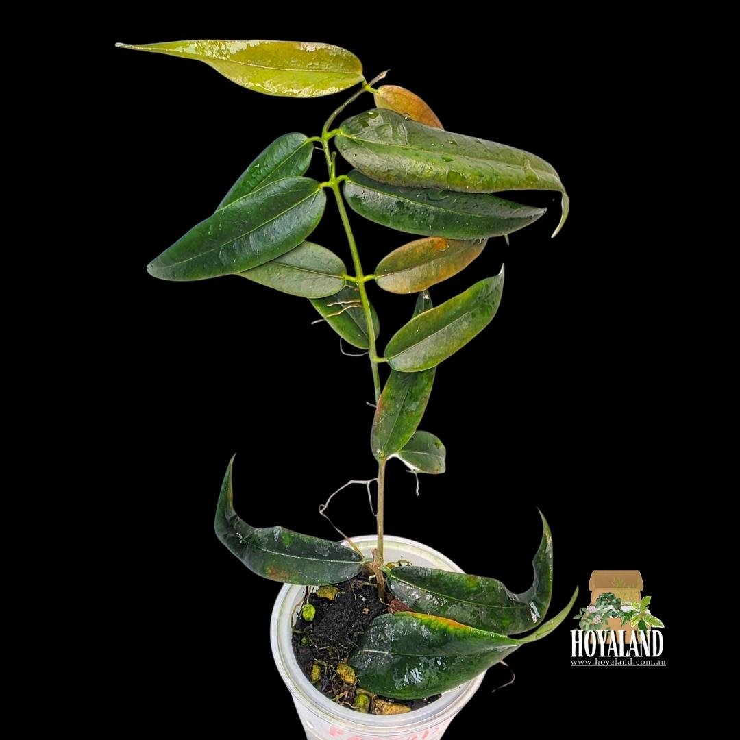 ⛄  Rare Thin Leaf Hoya paradisea white with peduncle