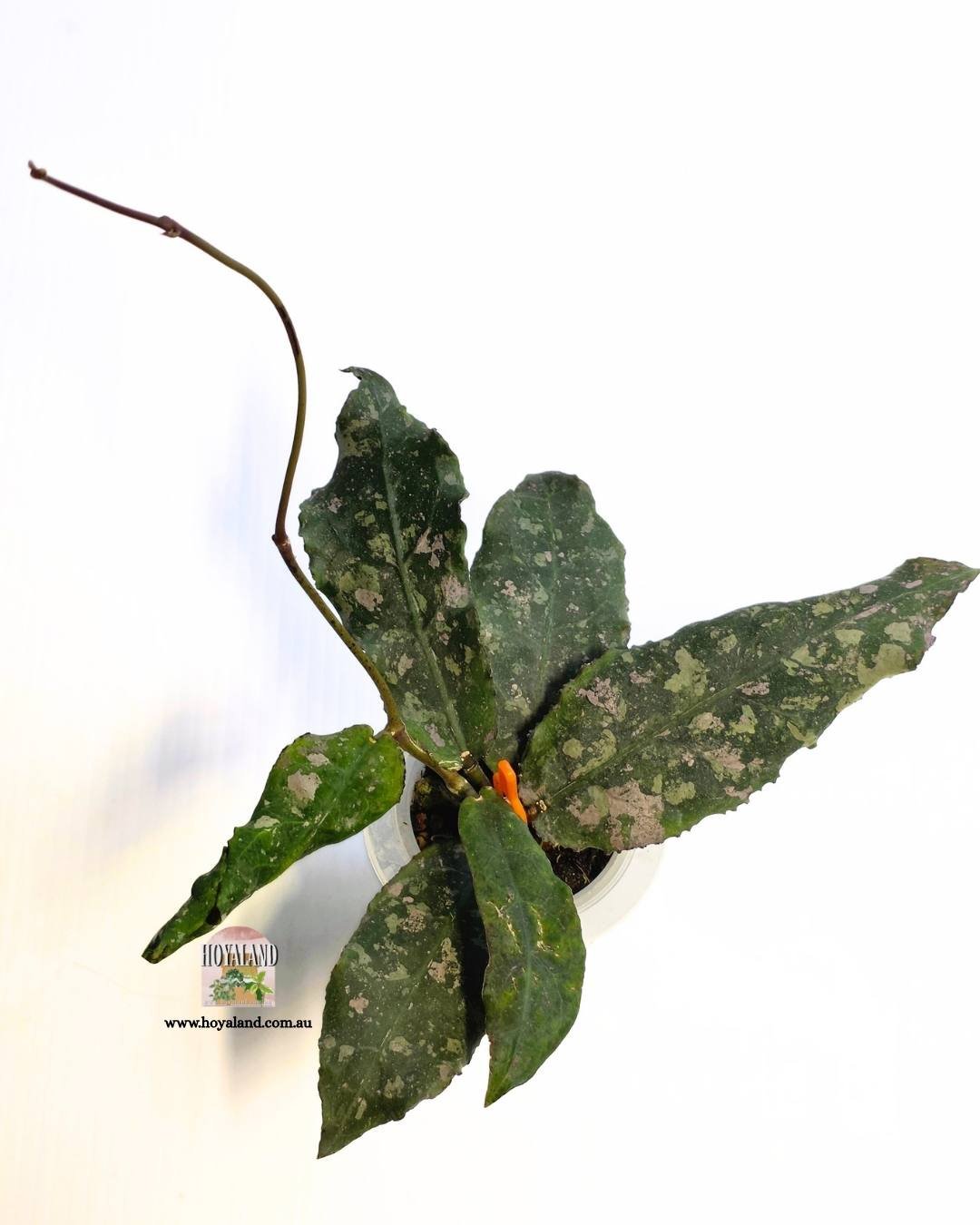 Hoya undulata.jpg