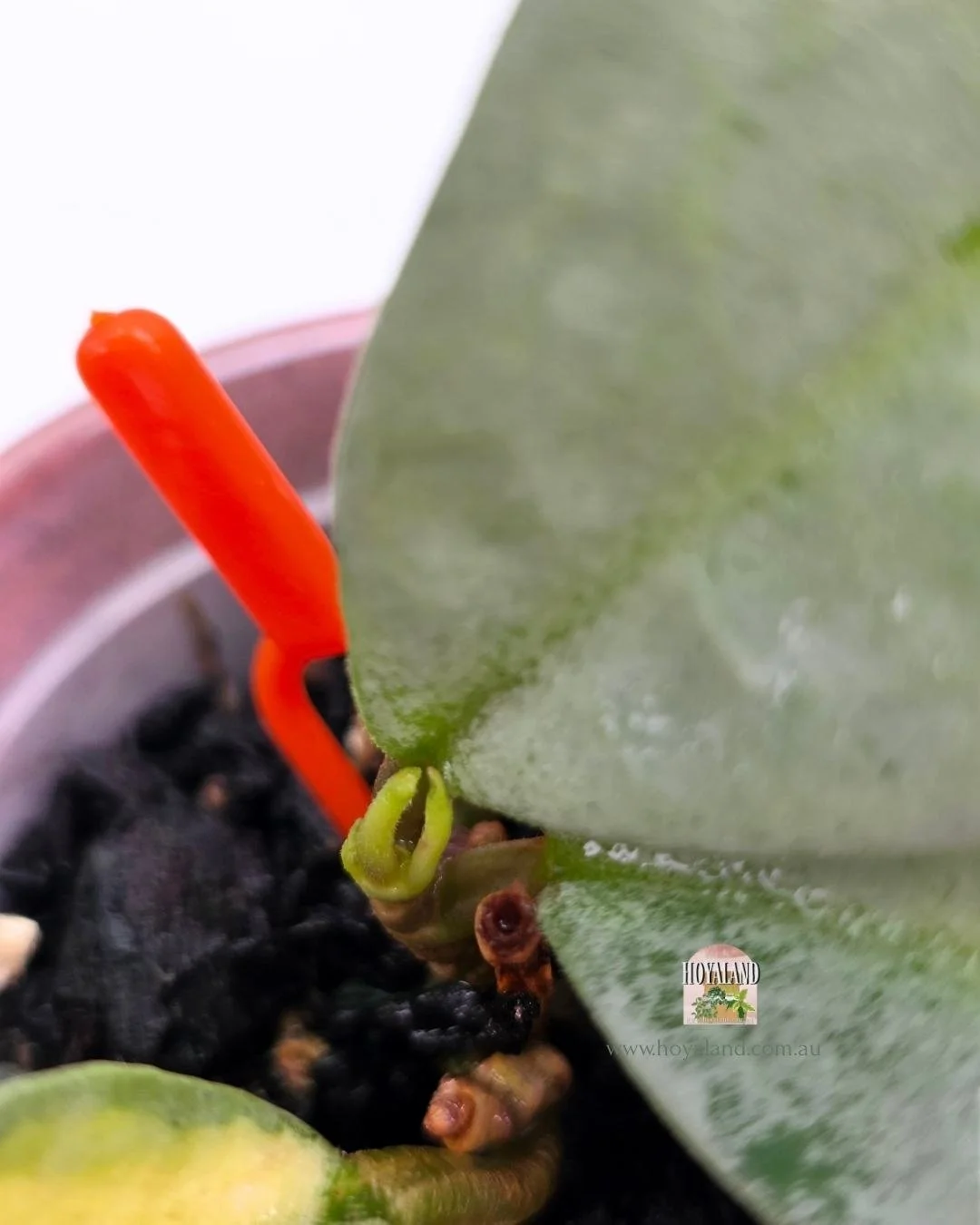 Hoya nova ghost (4).jpg