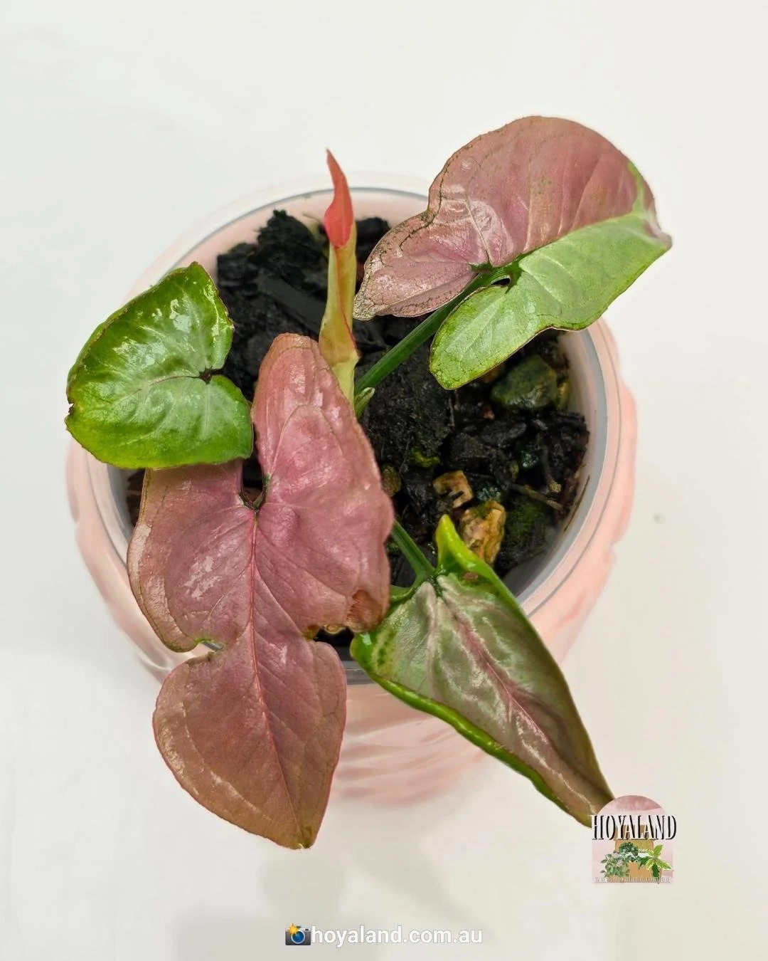 Syngonium raspberry.jpg