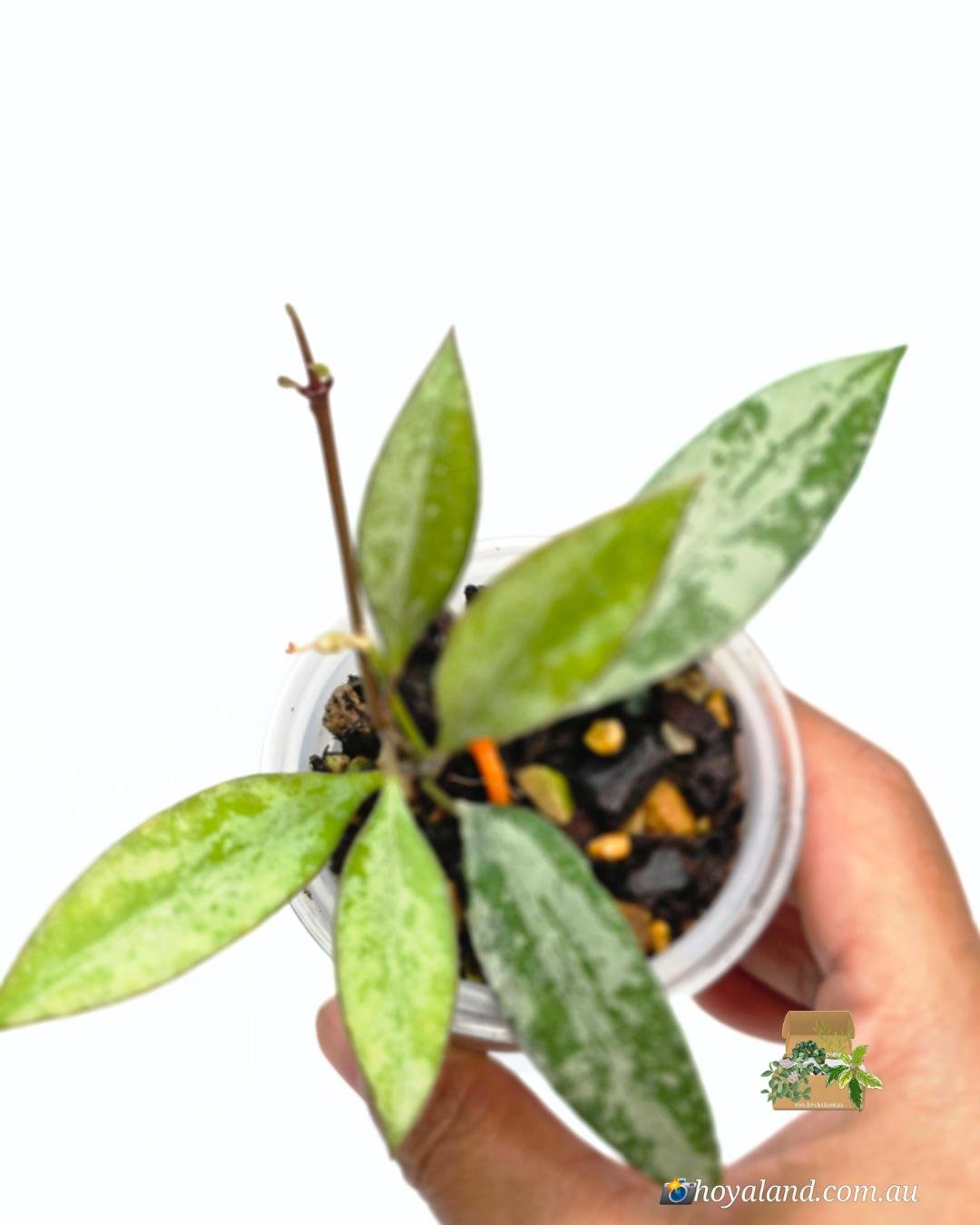 Hoya Rosita Silver 1 (3).jpg