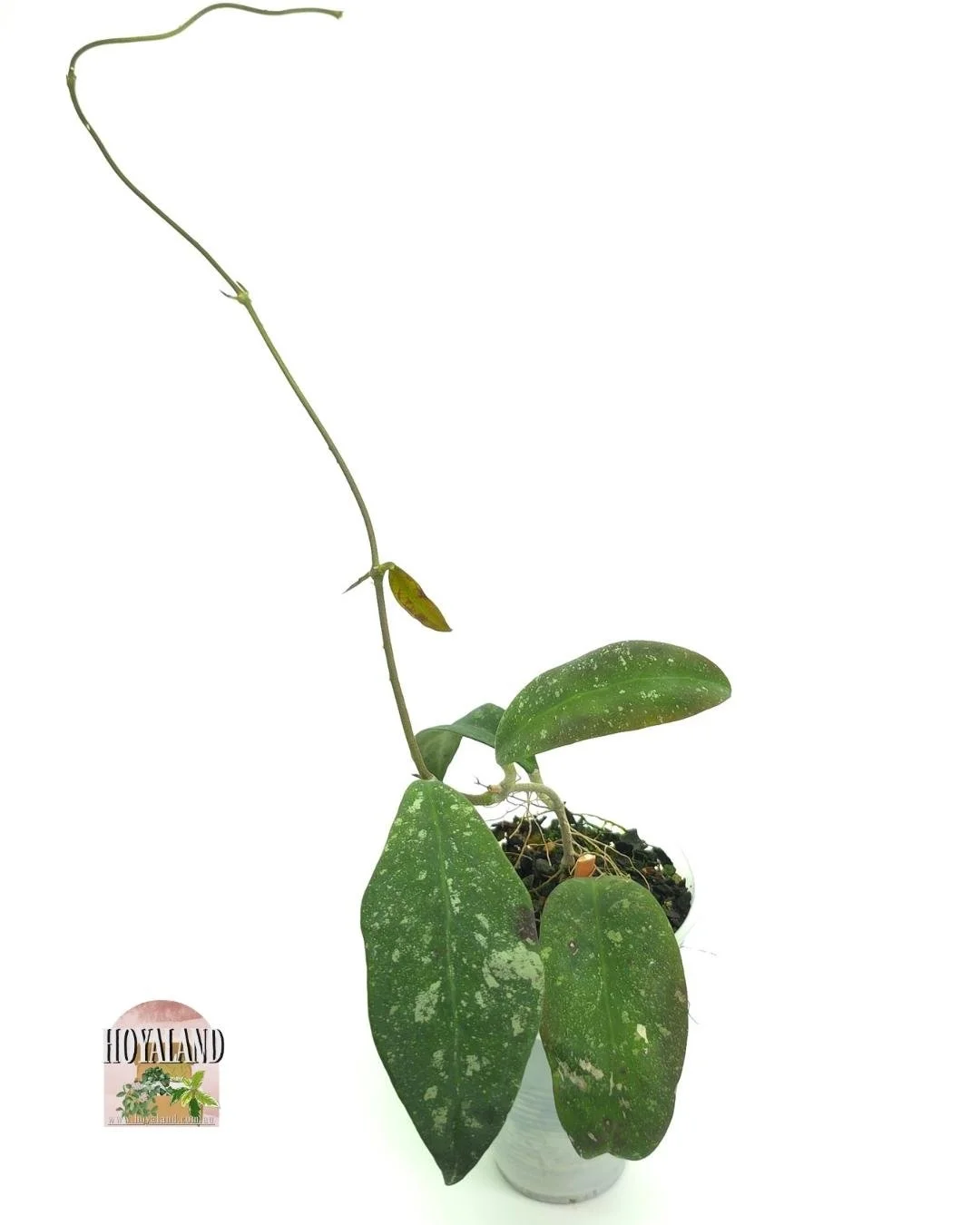 🌞 Hoya polypus 'Pink' – The Octopus Hoya 🎇