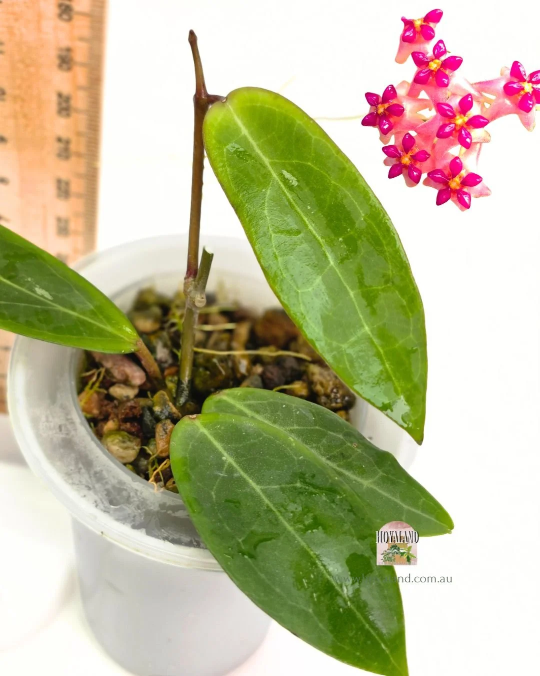 Hoya love affair (2).jpg