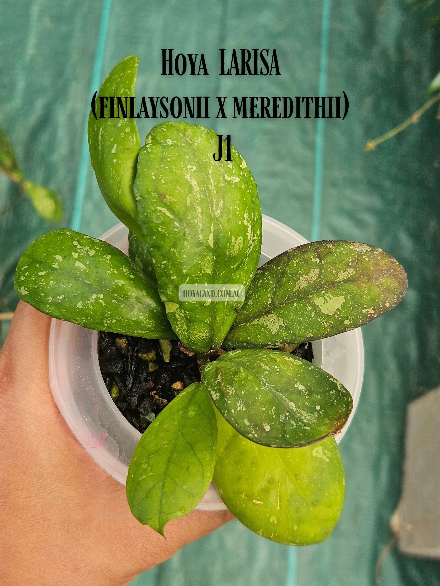 Hoya LARISA (finlaysonii x meredithii) J1 (2).jpg