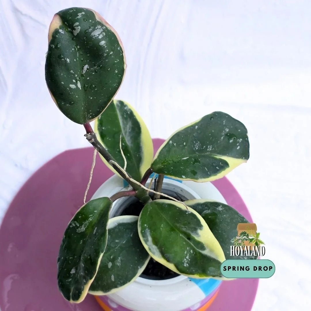 Established Hoya obovata Amelia showing thick leathery dark green rounded leaves framed by creamy yellow-green outer margins