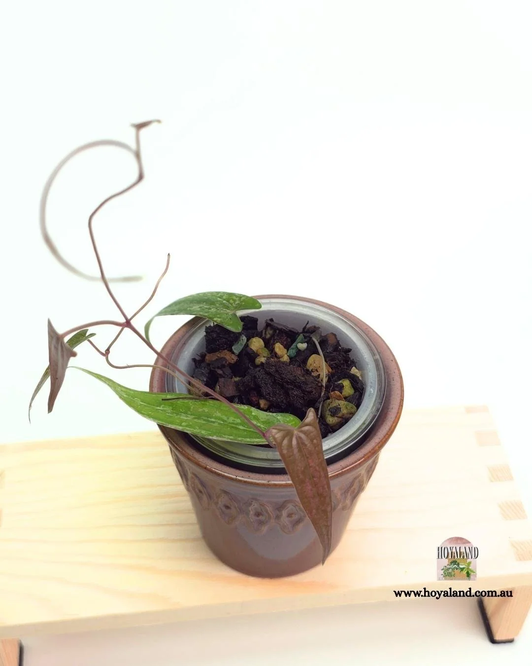 🍂 NEW Dioscorea Pixel