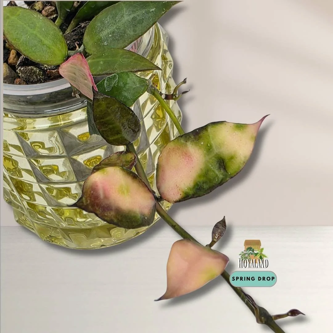 Hoya lacunosa cianjur (3).jpg
