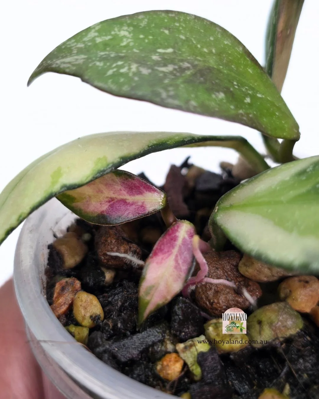 Hoya nabawanensis var 2 heads.jpg