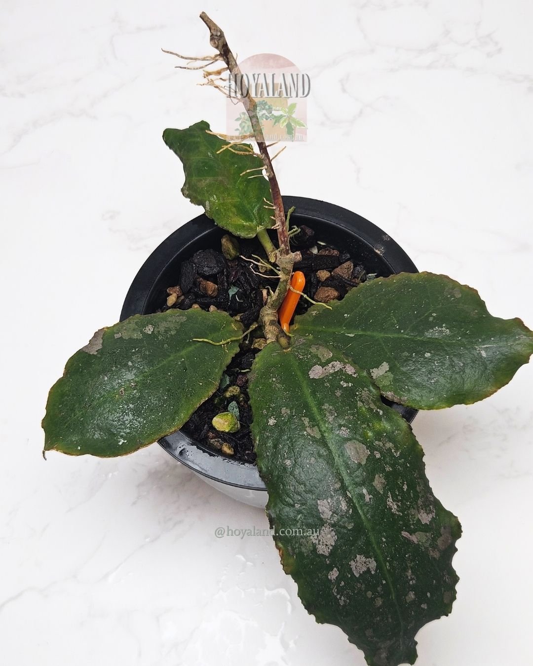 Hoya undulata.jpg
