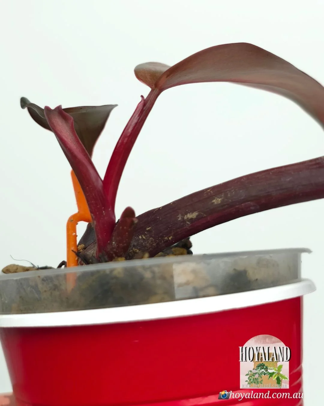 Philodendron fire princess (4).jpg