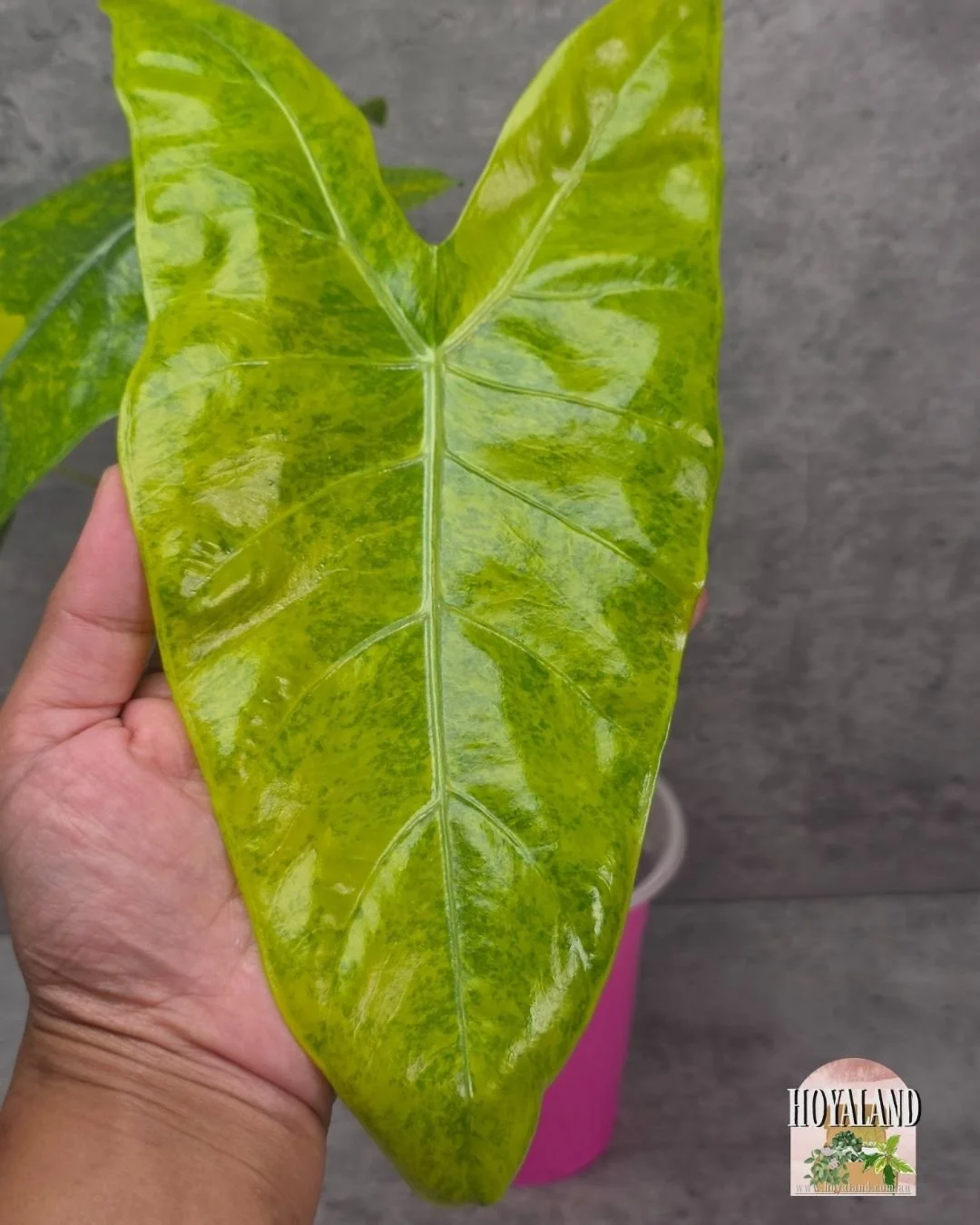 🌞 Rare  Alocasia Longiloba Lemon Lime Non TC 🎇