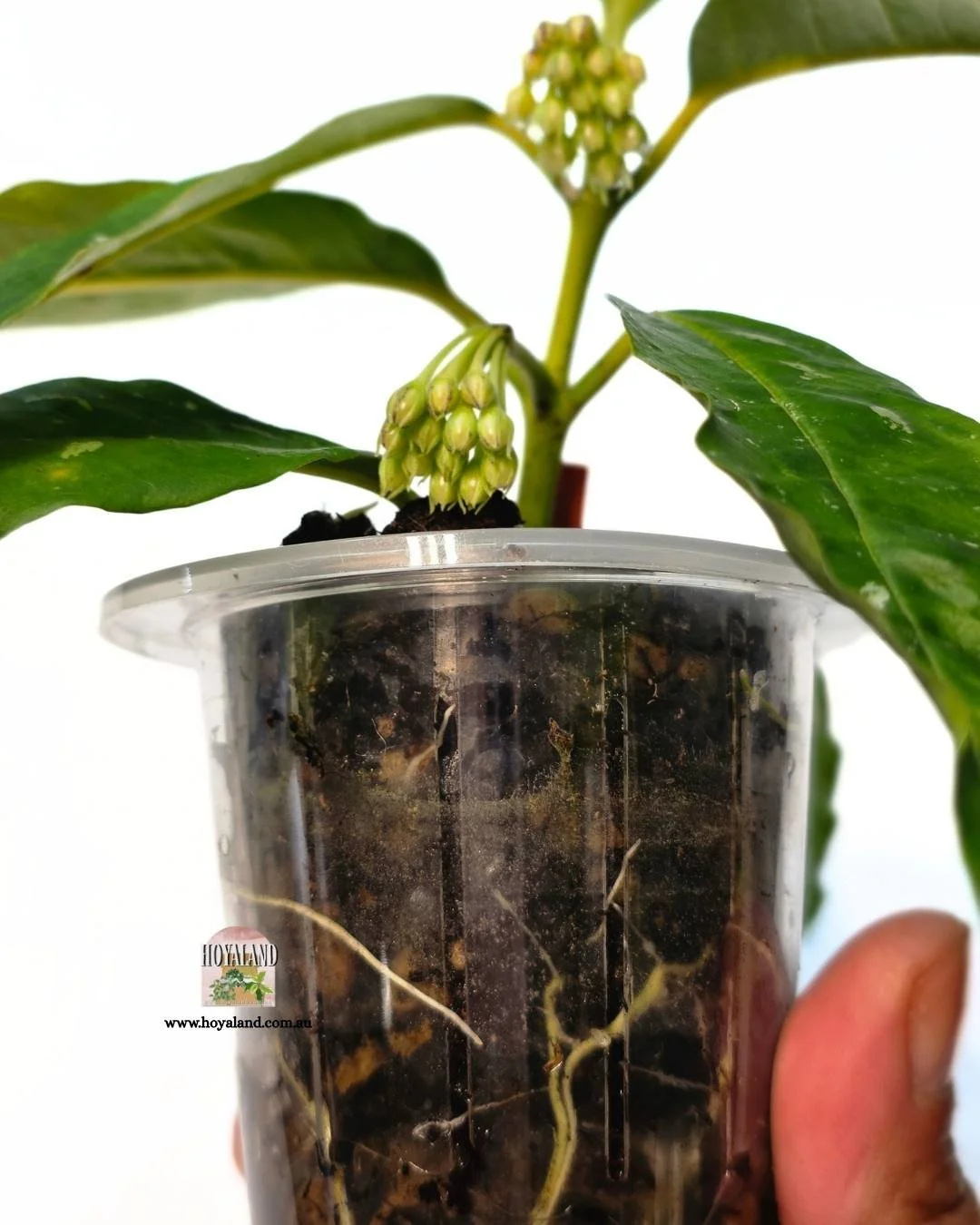 Hoya lockii (2).jpg