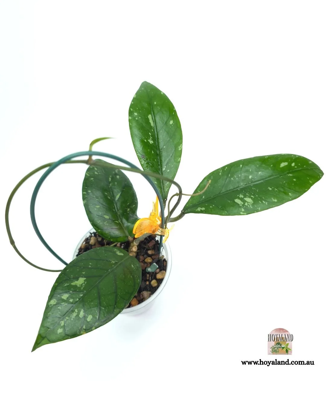 🍂 Rare Hoya sp. Aceh 4 | Prominent Veins | Army Look