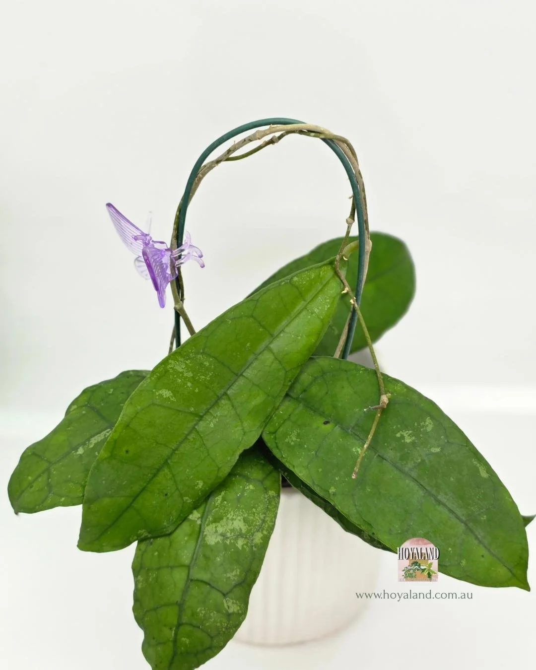 Hoya Perak Teddy Bear B (4).jpg