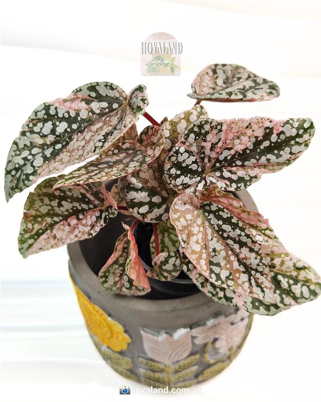 begonia snow capped variegata (2).jpg