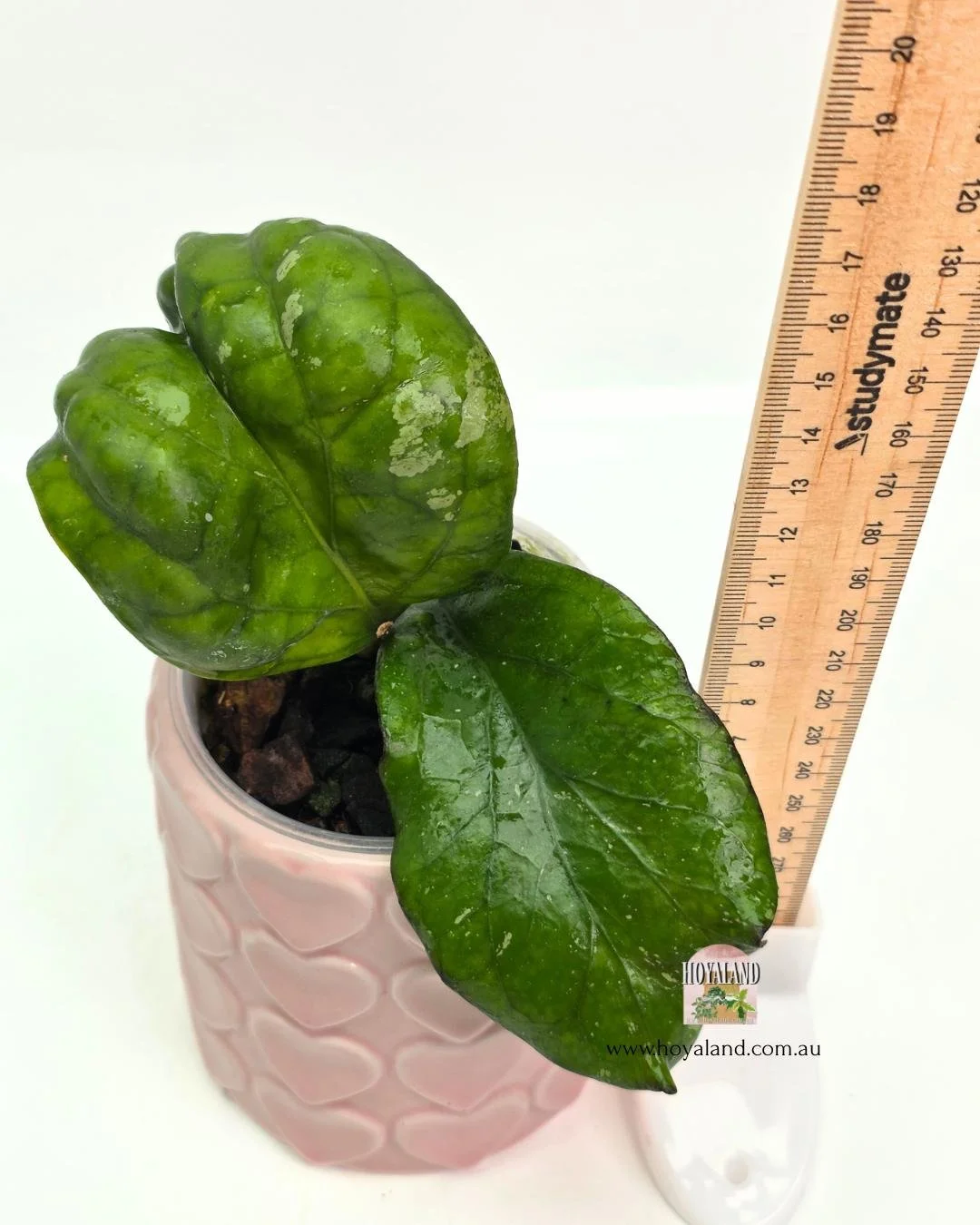 Hoya elephant B (4).jpg