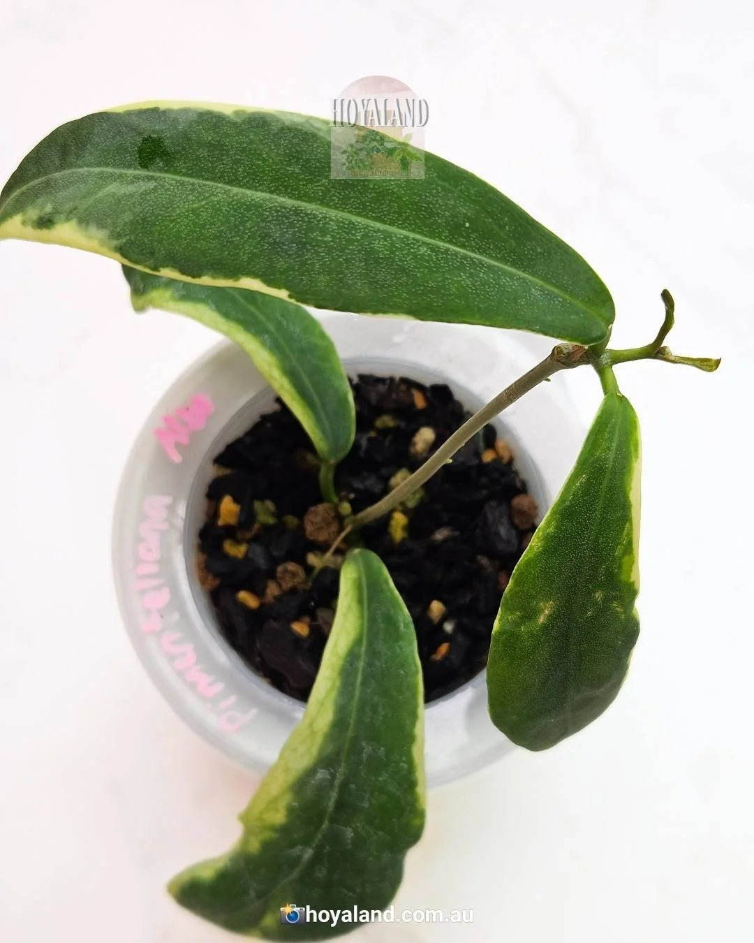 pimenteliana albo (5).jpg