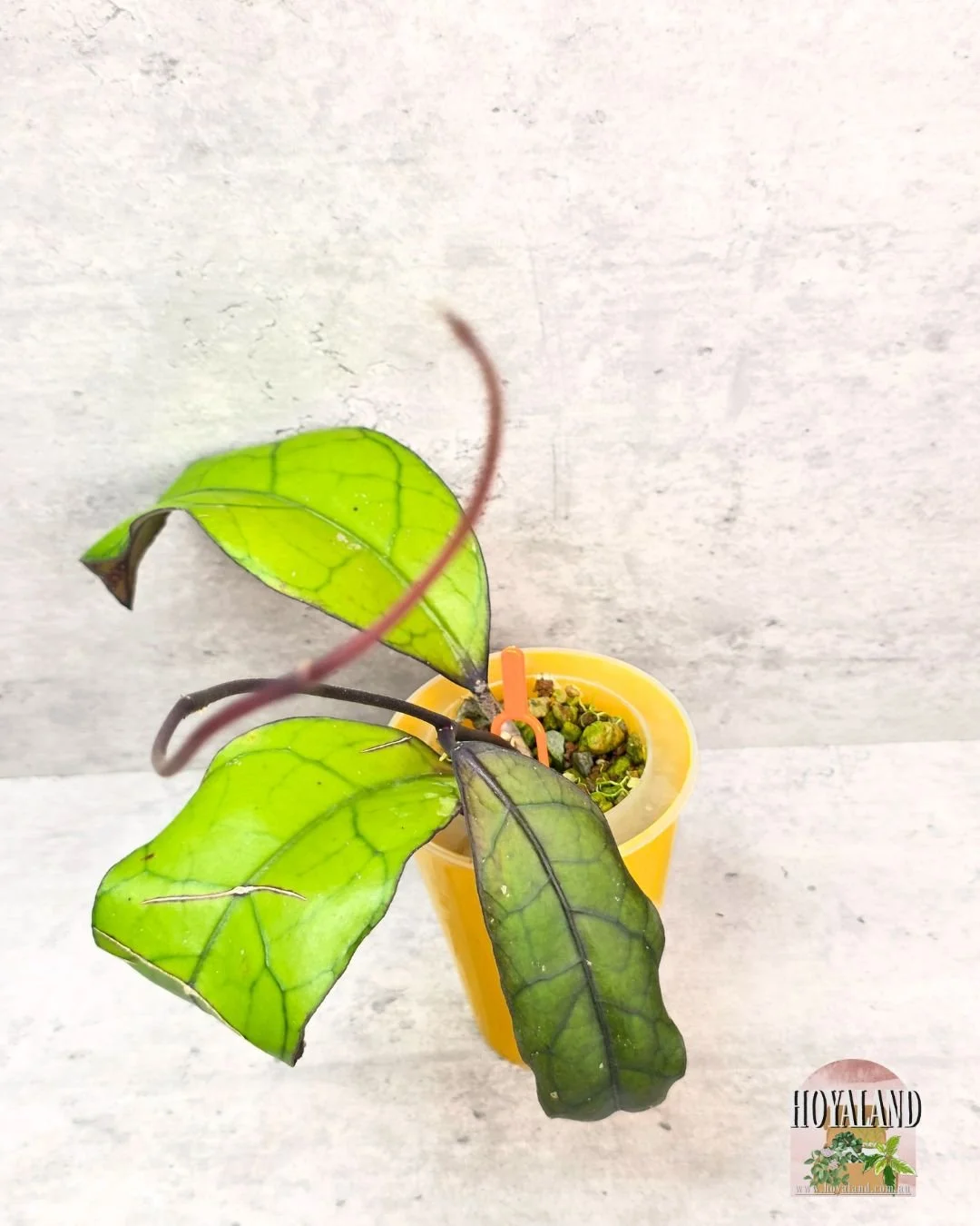 Hoya finlaysonii tabalong.jpg