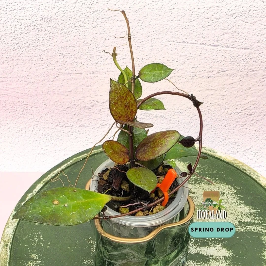 Established Hoya lacunosa Black Coin showing small rounded succulent coin-shaped leaves with near-black sunstress and fragrant star blooms
