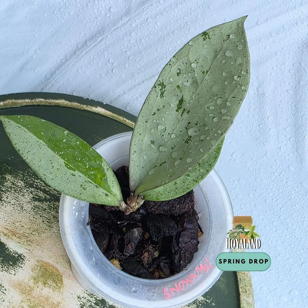 Hoya 'Snowman' (High to Full Silver Splash – H. 'Michelle' Seedling × Unknown) B
