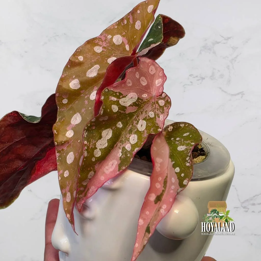 Begonia maculata 1 (2).jpg