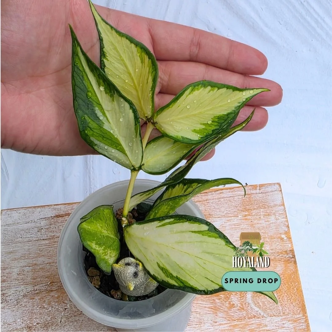 Hoya polyneura variegata (6).jpg
