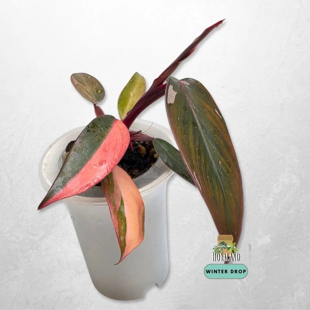 Philodendron Fire Princess grown from node displaying rich fiery variegation