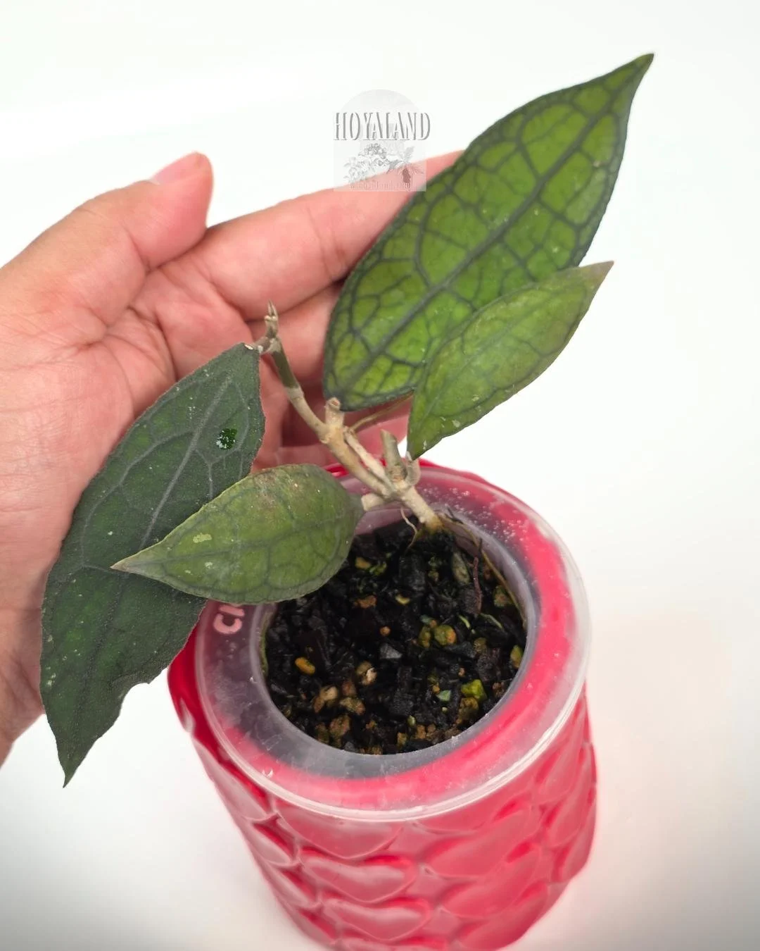 🌞 Hoya clemensiorum  (Small-Leaf Form) 🩷
