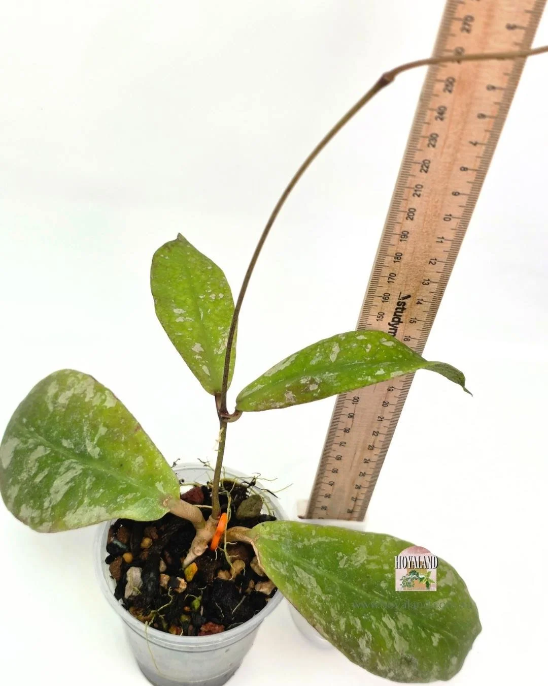 Hoya mitrata splash (7).jpg