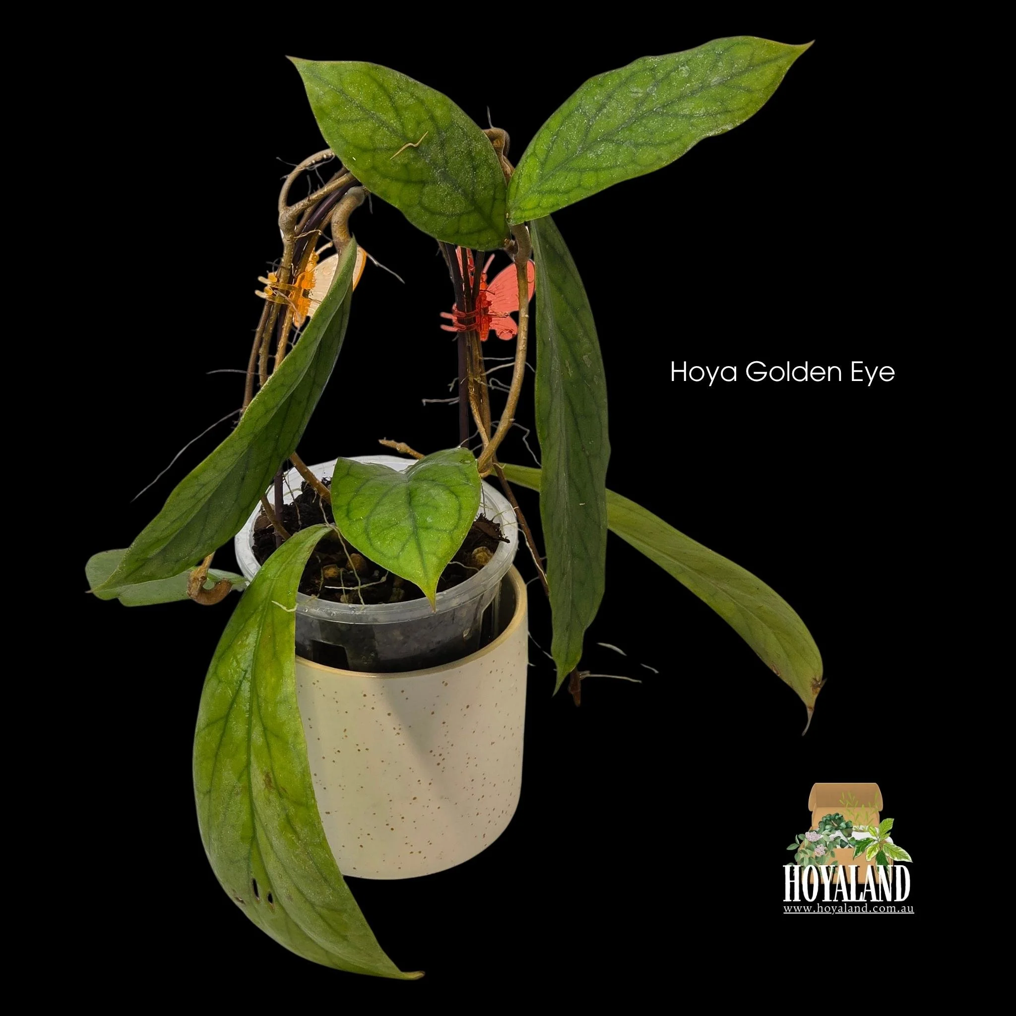 Hoya Golden Eye B.jpg (Copy)