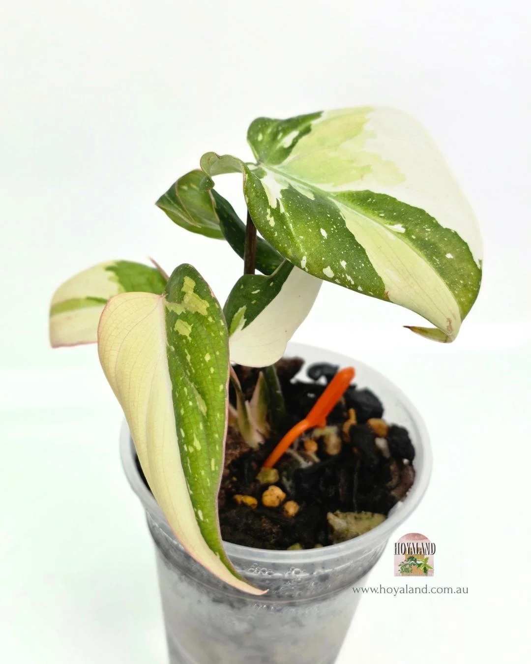 Philodendron gloriosum variegata B (4).jpg