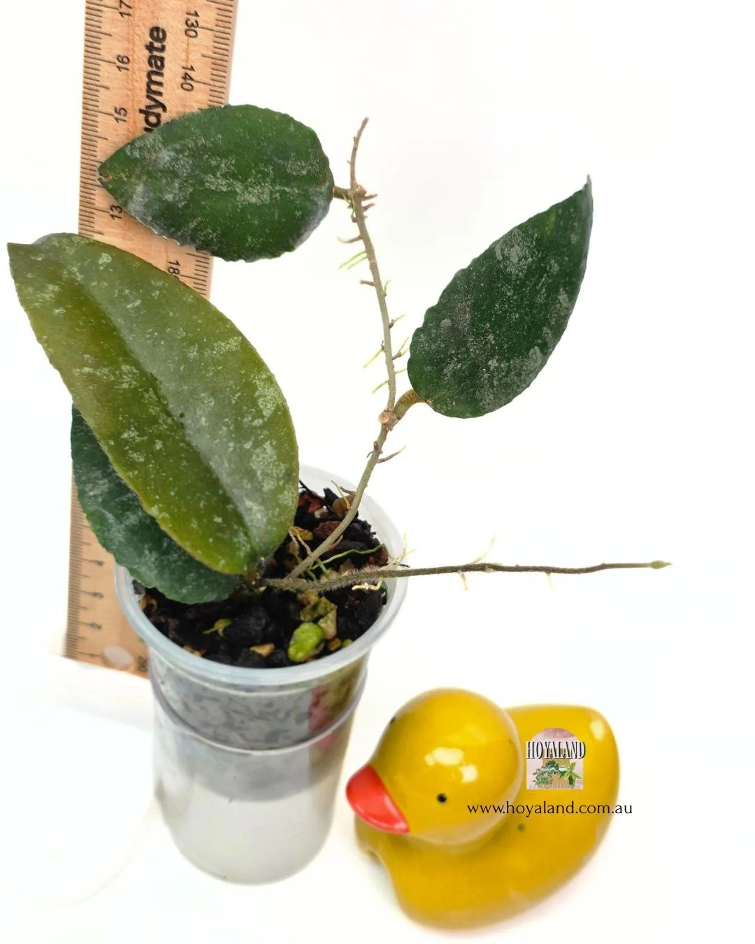 🍂 Uncommon Hoya caudata small leaf variety B