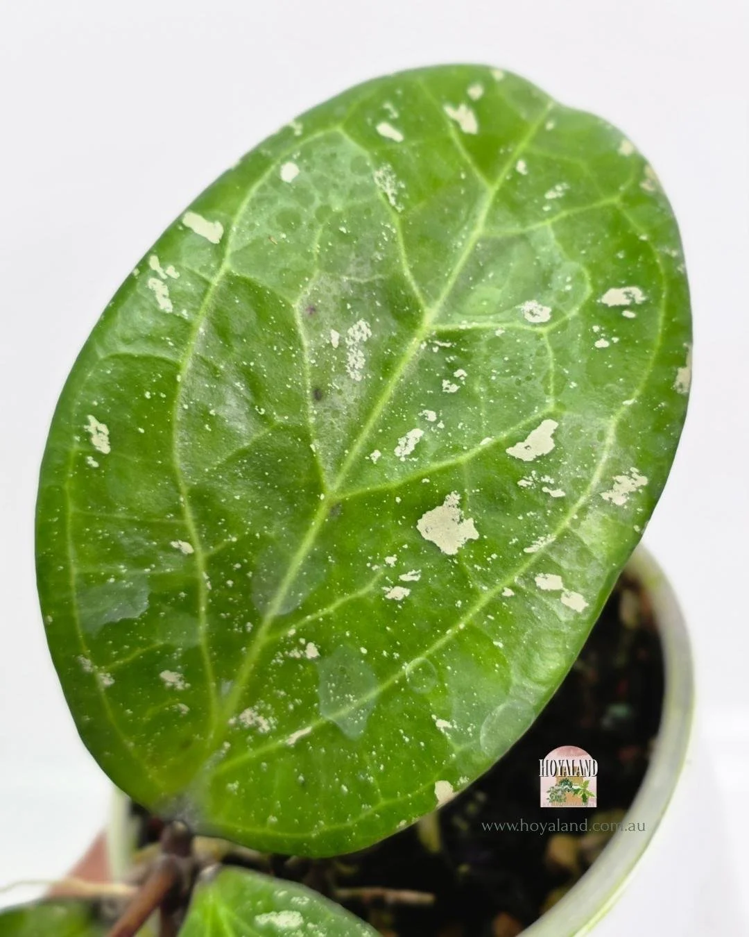 Hoya Michele (3).jpg