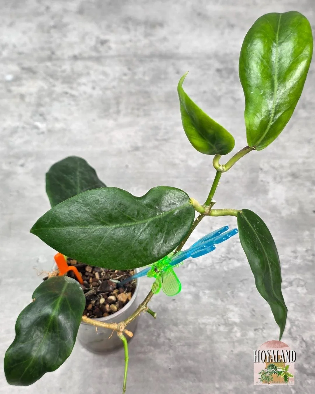 Hoya Inday Sarae.jpg