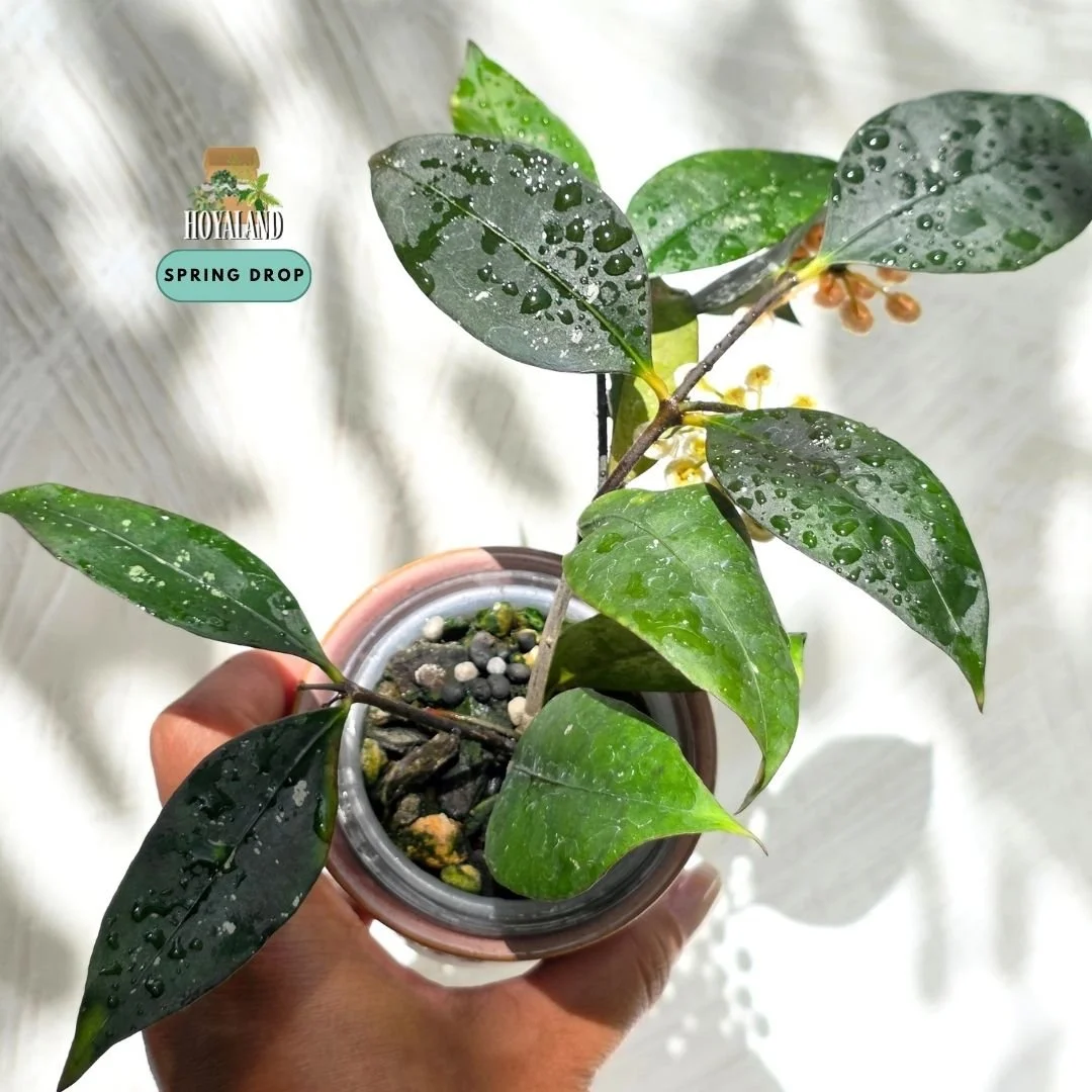 Hoya sp. Jatim Clone 2 – Established with Peduncles