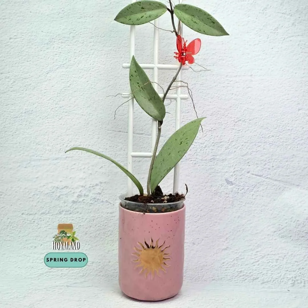 Hoya pubicalyx pink silver GHOST (4).jpg