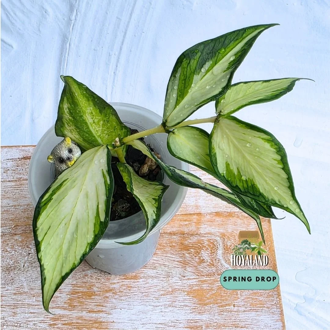 Hoya polyneura variegata.jpg