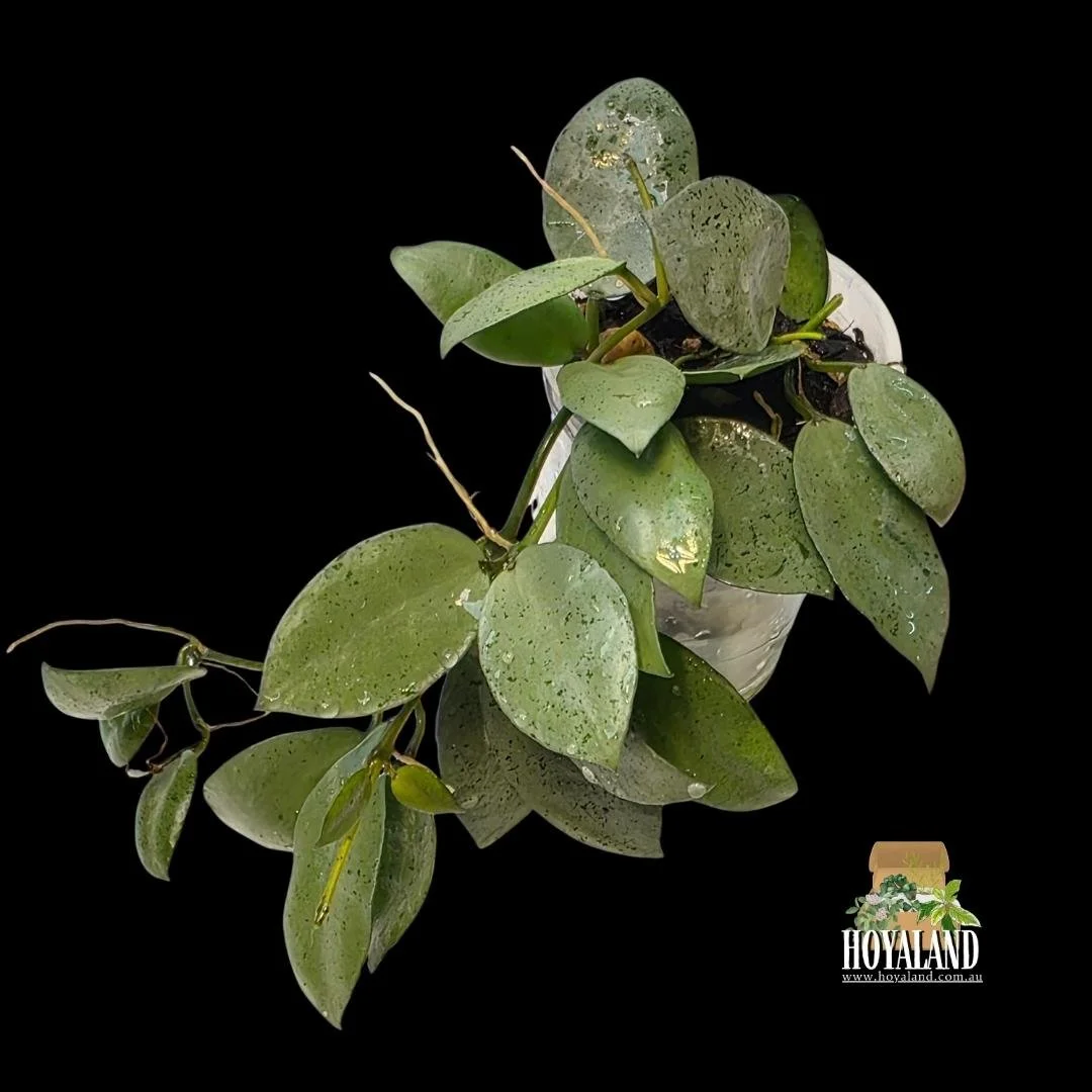 ⛄ Hoya LACUNOSA SILVER MINT COIN