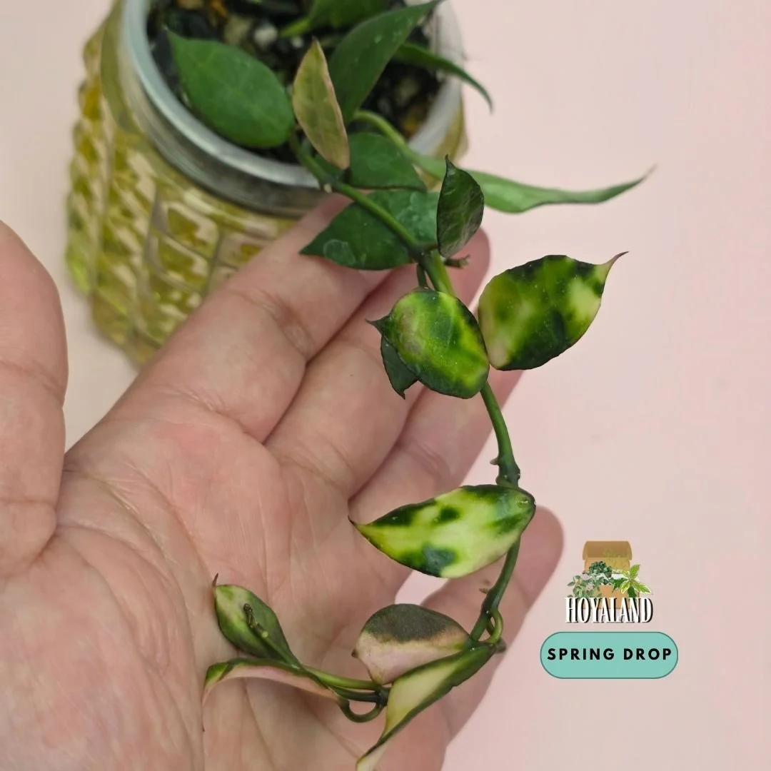 Hoya lacunosa sp Cianjur Variegated | Rare Intriguing Variegation