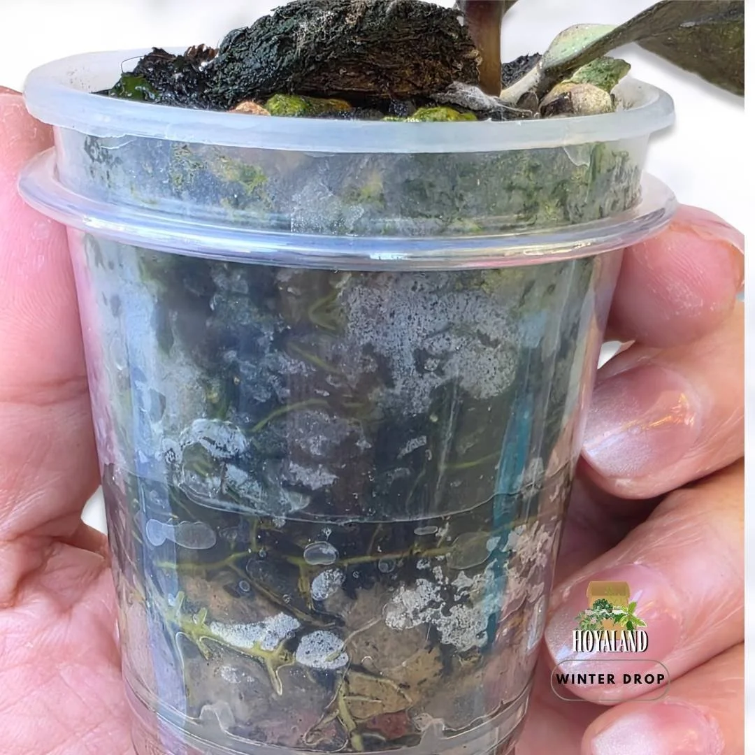 hoya-gunung-gading-silver-variegated-collector-plant (1).jpg