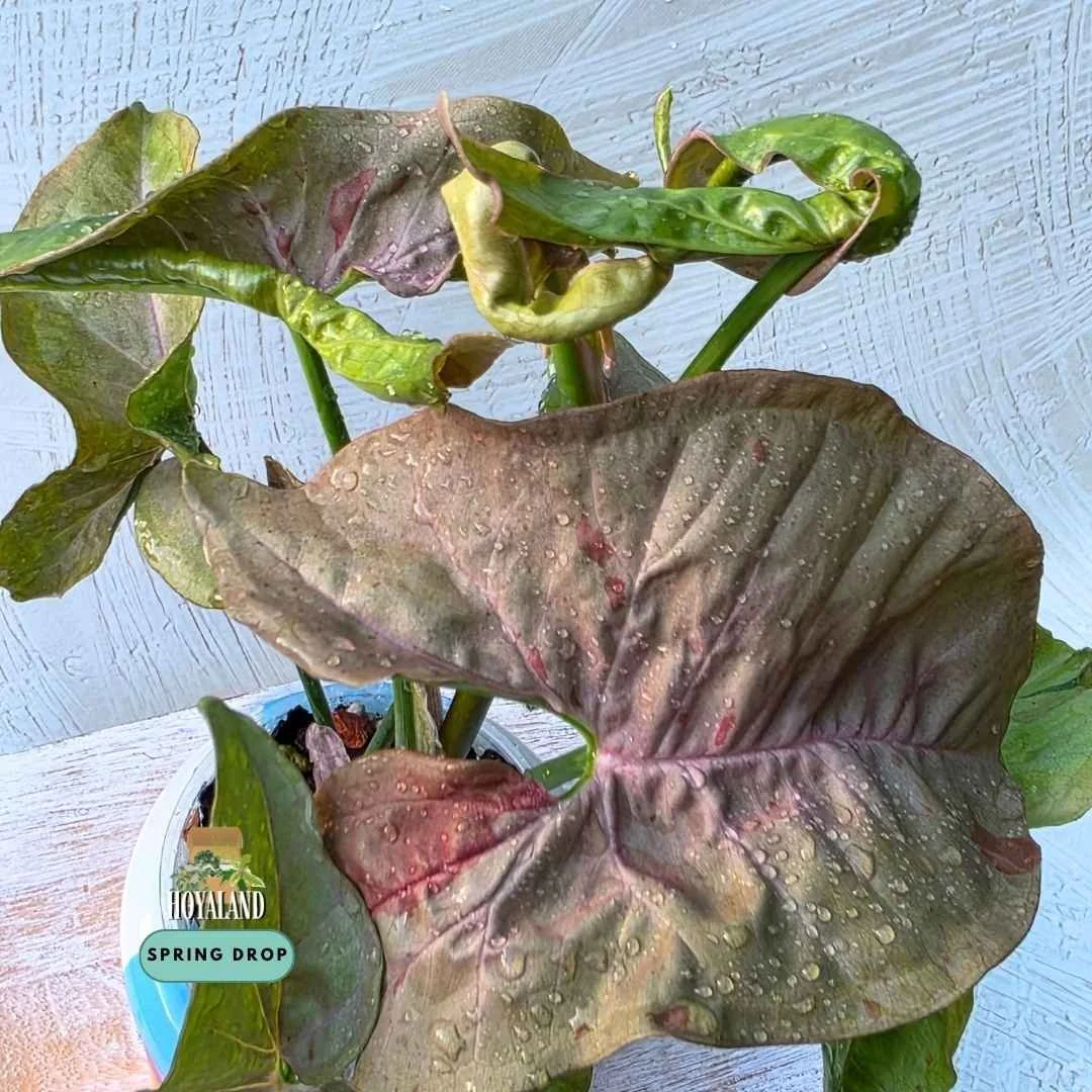 Syngonium double pink variegated 1.jpg