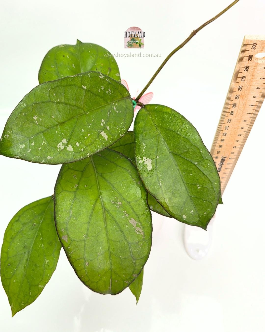 🍂 Hoya Priktai | Large Plant | Russian Clone