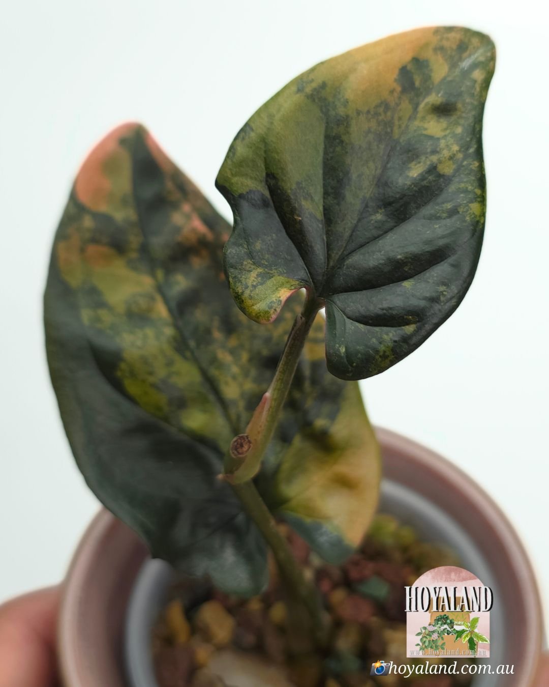 Syngonium red arrow variegata (4).jpg