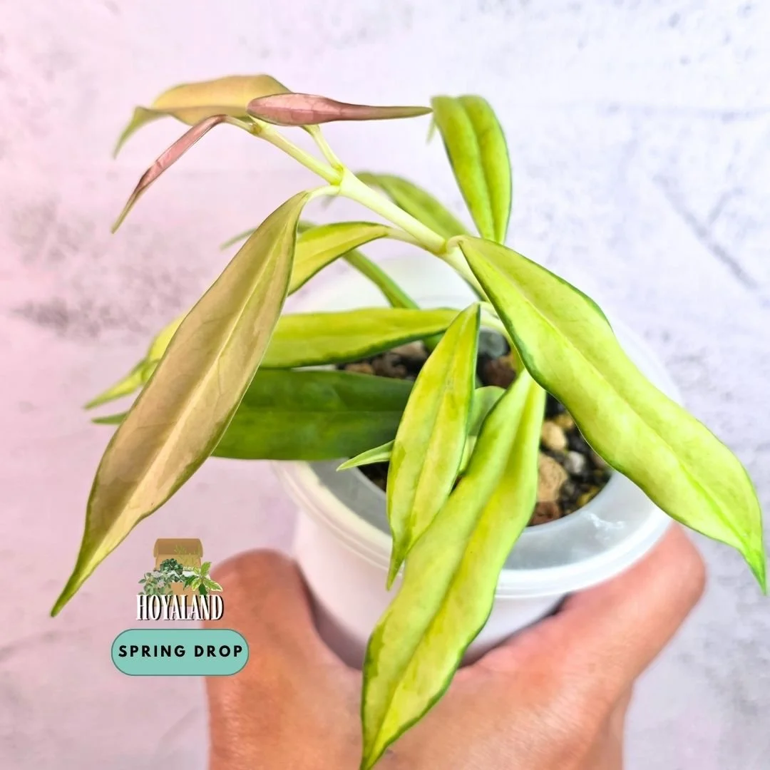 Hoya yingjiangensis variegata (8).jpg
