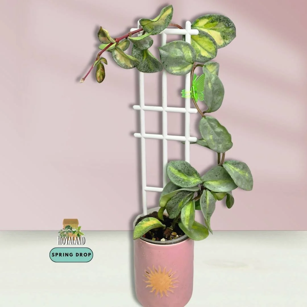 Hoya Argentea Princess (5).jpg