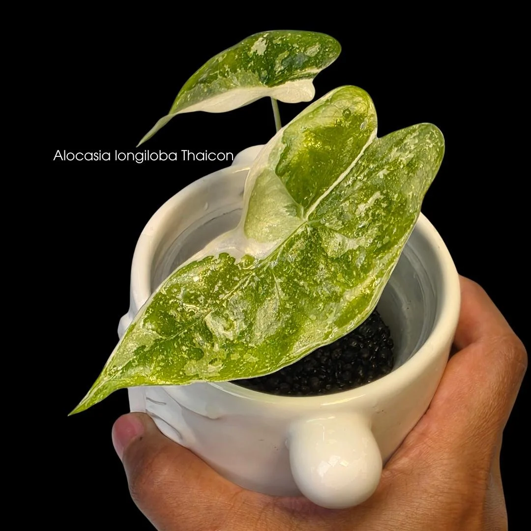 Alocasia longiloba Thaicon.jpg