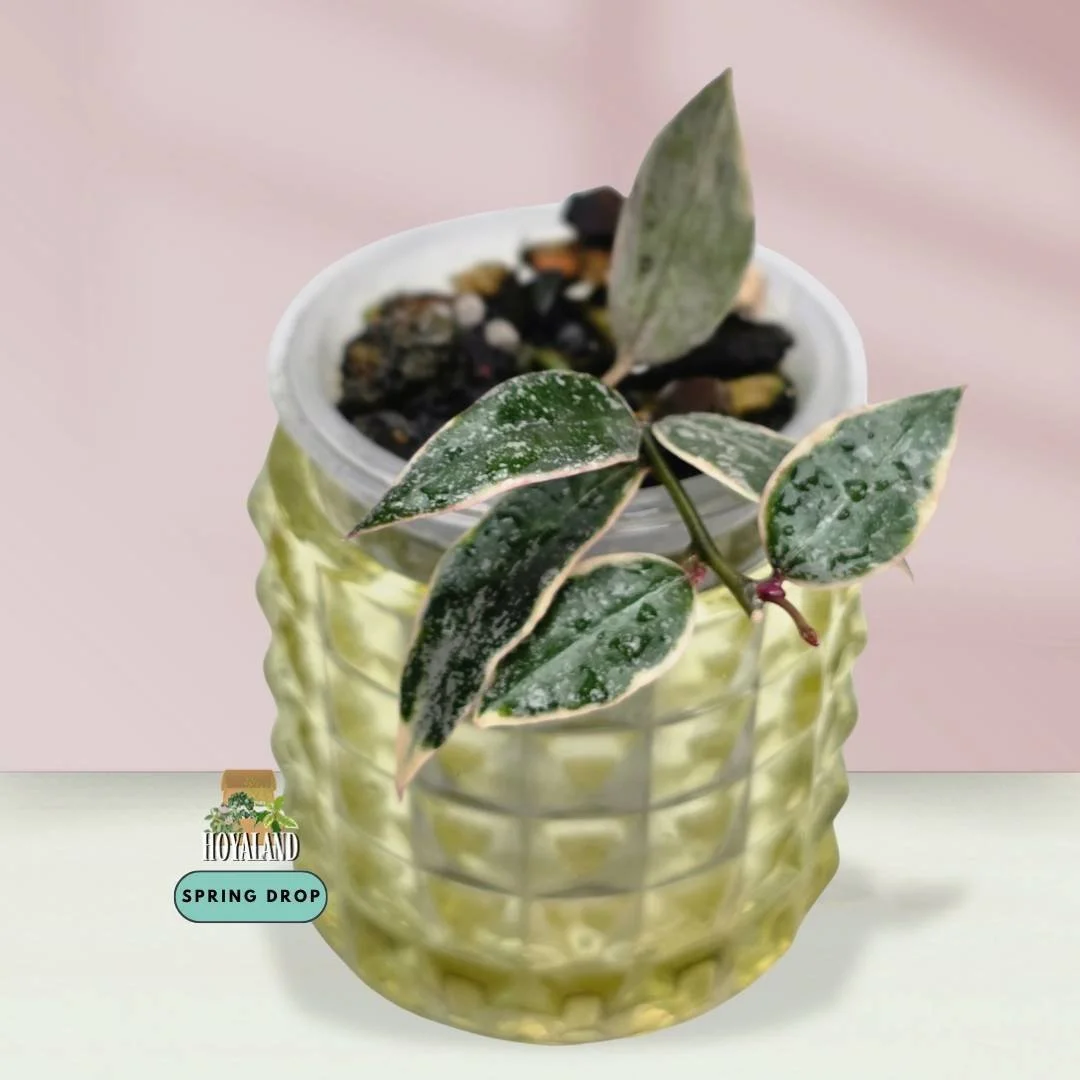 Established holy grail Hoya lacunosa Princess Lumina showing creamy albo outer margins with silver splash in the centre