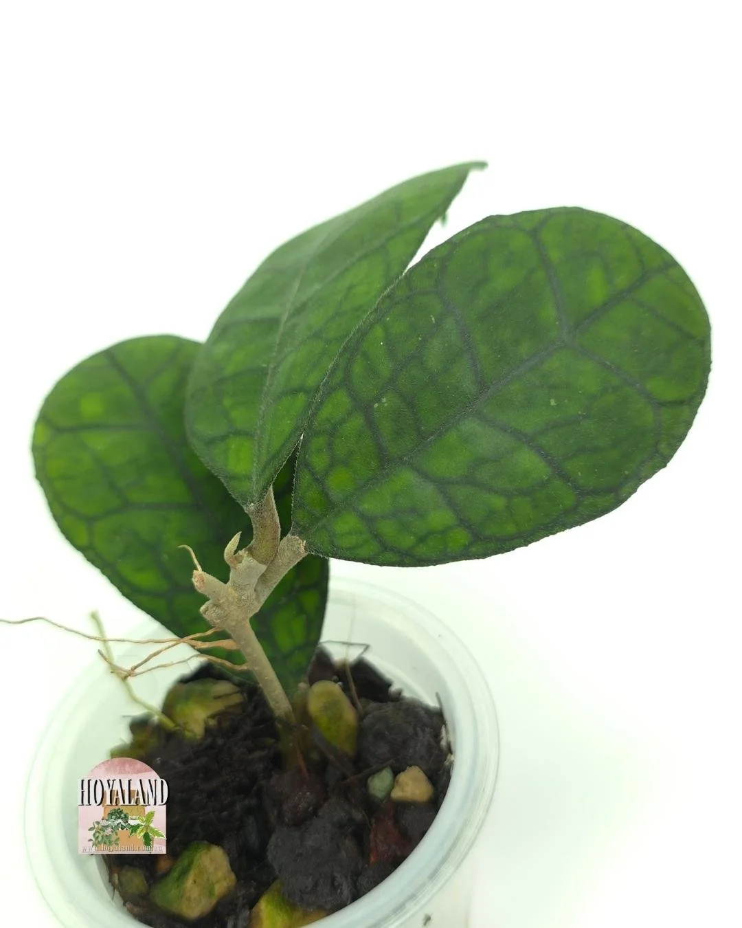 Hoya AH 021 B (2).jpg